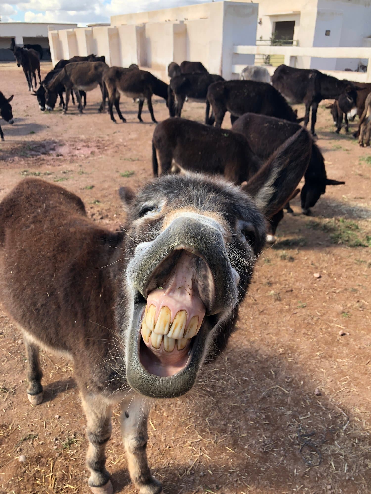 A donkey braying, full of character, with the herd behind
