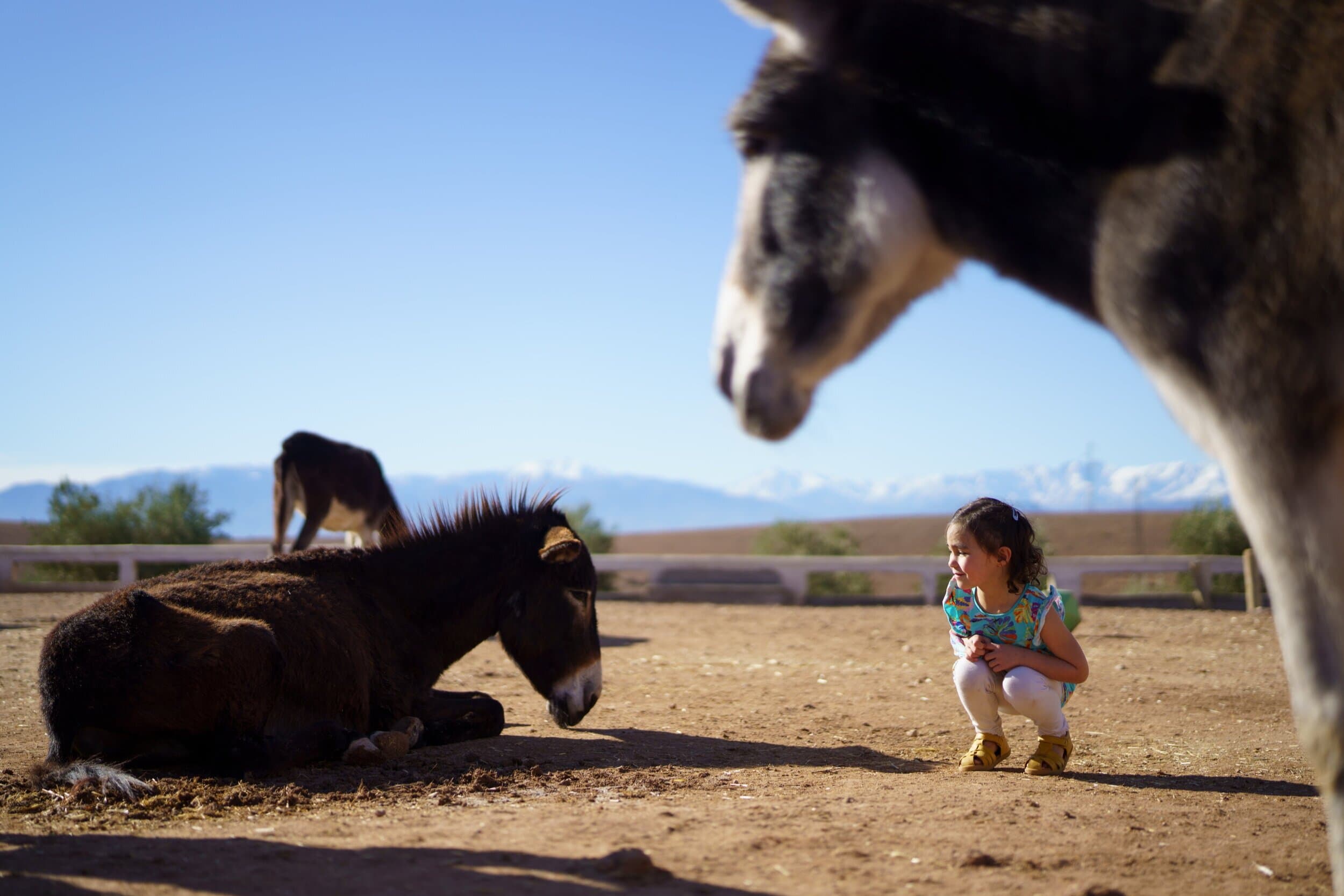 A young girl crouching to meet a resting donkey, with a curious mule in the foreground