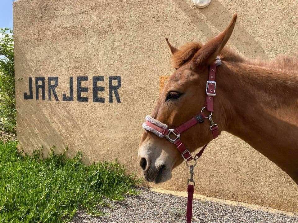 A mule beside a wall painted with the Jarjeer name