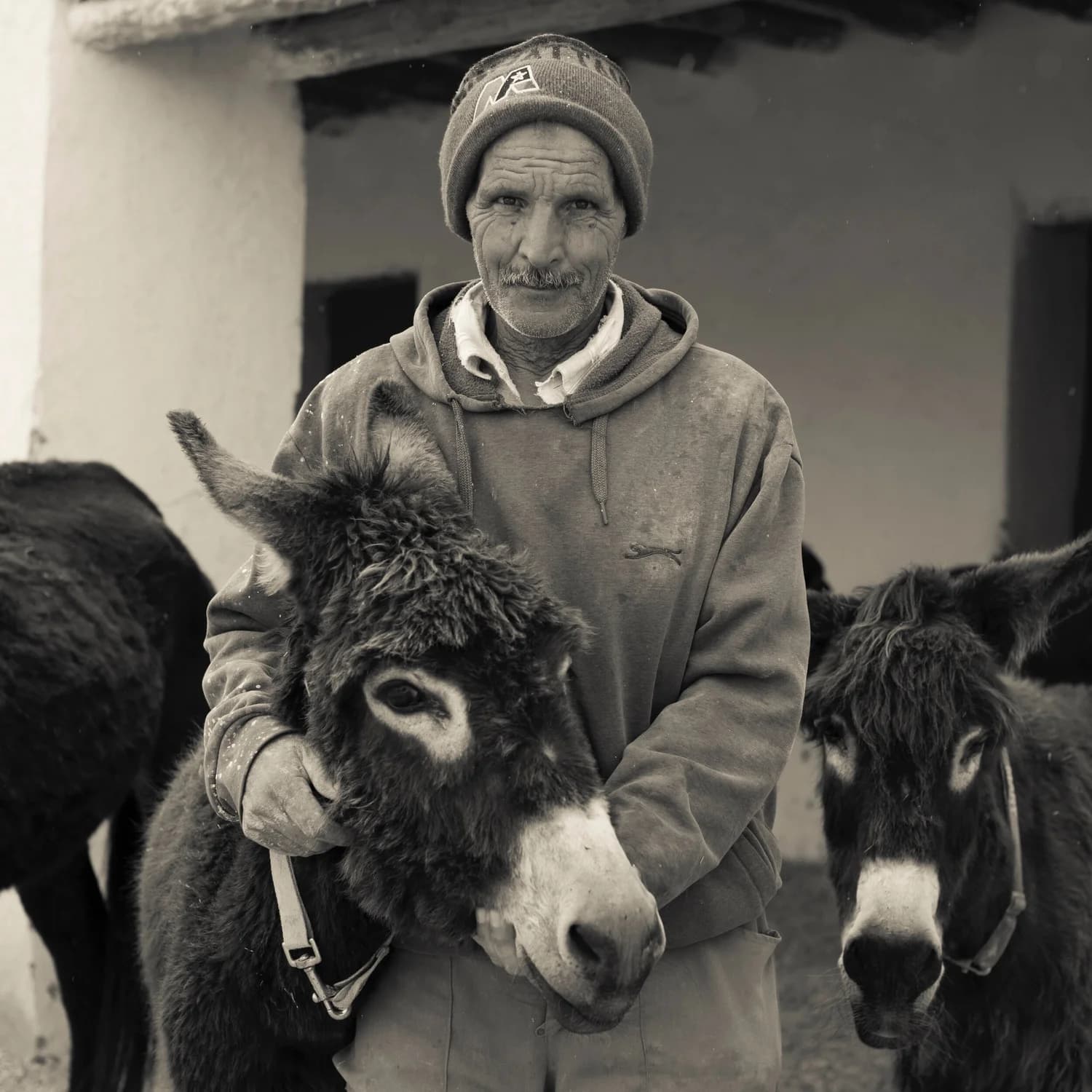 A carer holding a donkey close at the Jarjeer refuge